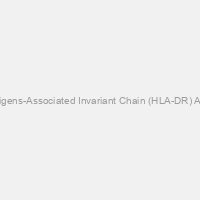 HLA-DR Antigens-Associated Invariant Chain (HLA-DR) Antibody (PE)